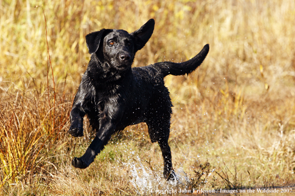 Black Labrador Retriever in field