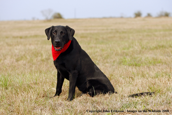 Black Labrador Retriever in field