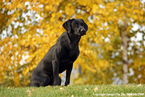 Black Labrador Retriever