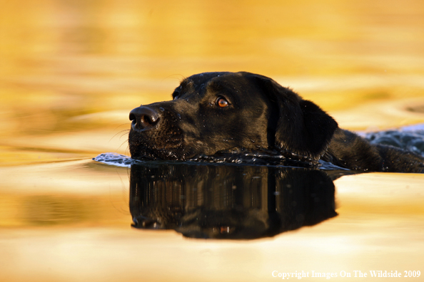 Black Labrador Retriever