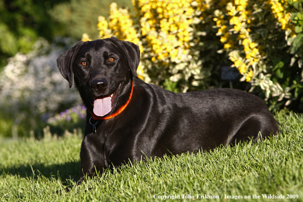 Black Labrador Retriever in yard