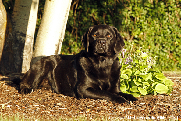 Black Labrador Retriever.