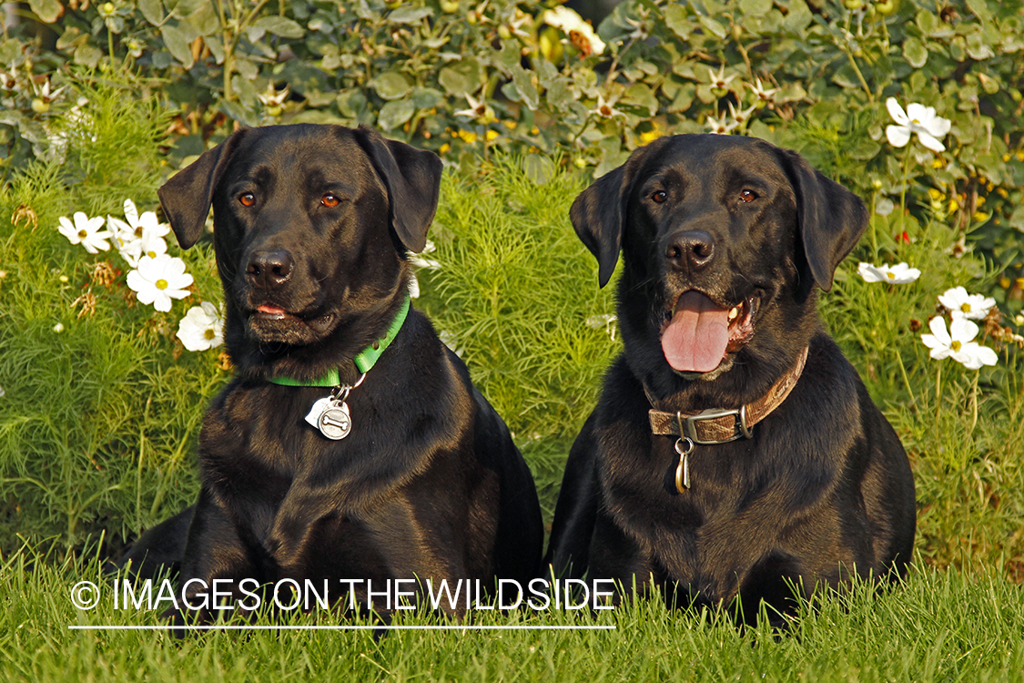 Black Labrador Retrievers