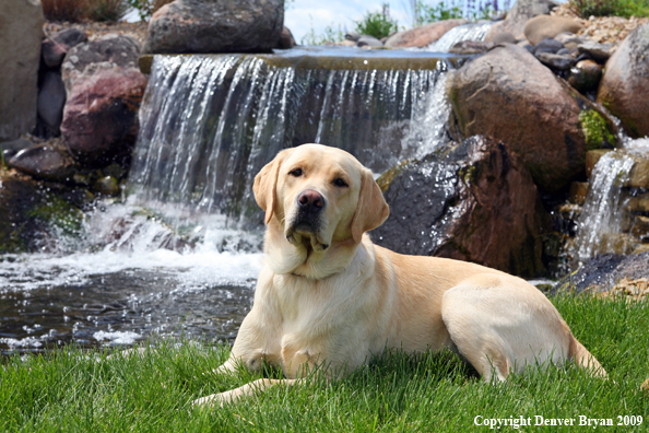 Yellow Labrador Retriever in yard by waterfall