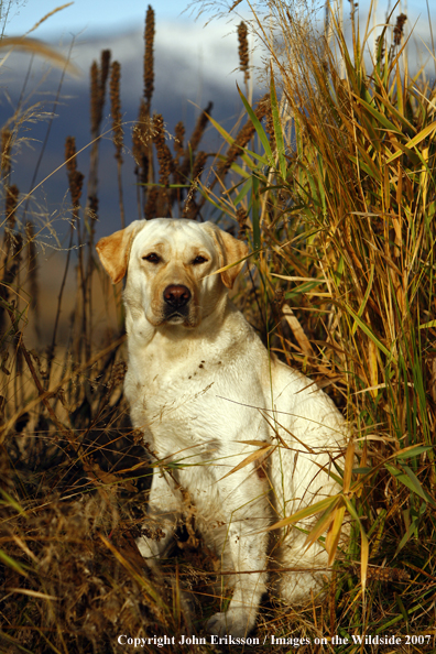 Yellow Labrador Retriever in field