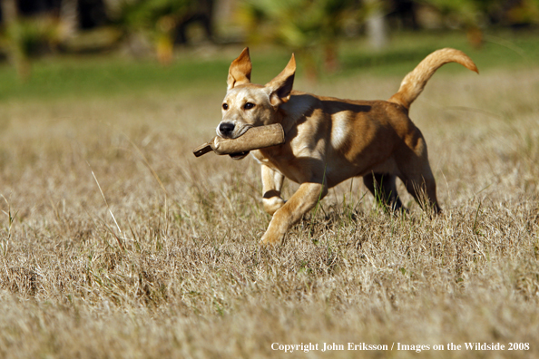 Yellow Labrador Retriever in field