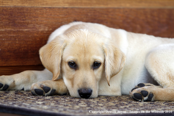 Yellow Labrador Retriever Puppy on bed