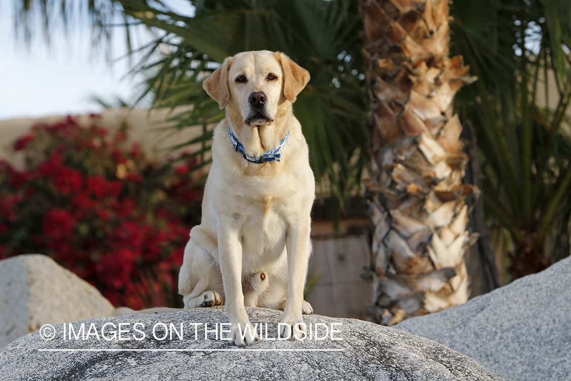 Yellow lab sitting on rocks.