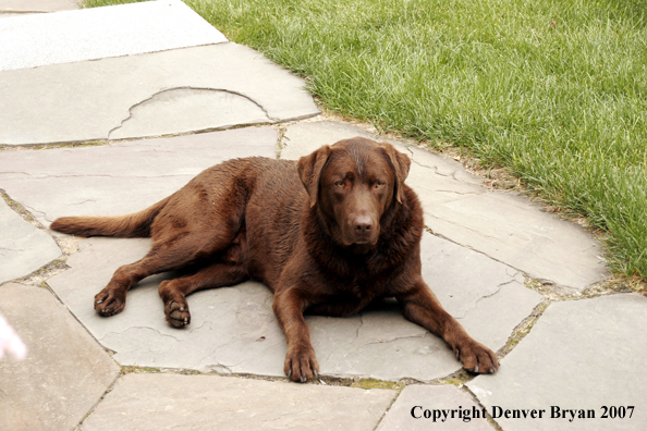 Chocolate Labrador Retriever