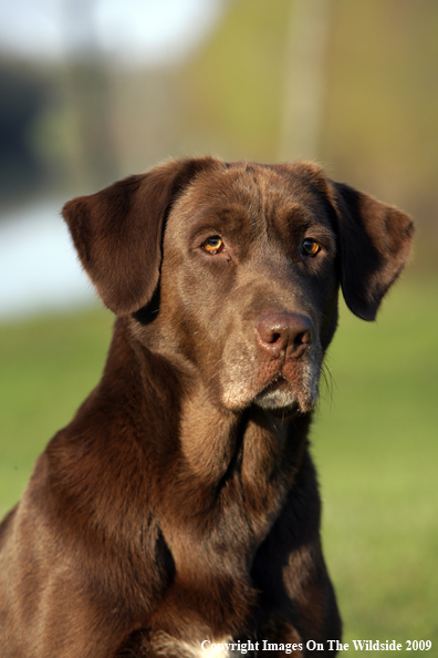 Chocolate Labrador Retriever in field