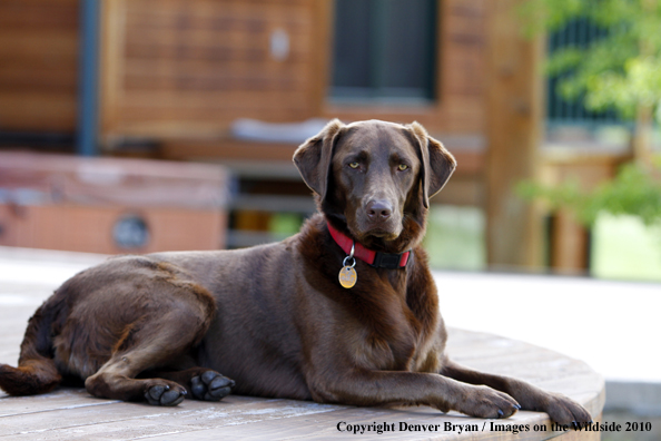 Chocolate Labrador Retriever