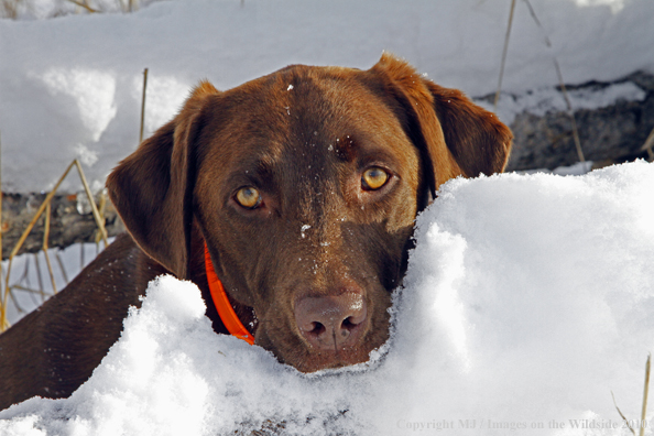 Chocolate Labrador Retriever