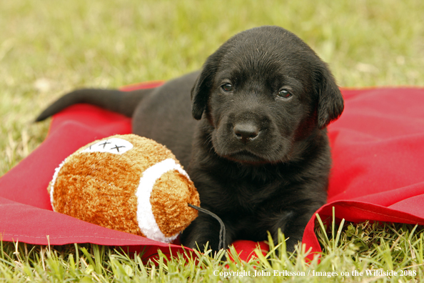 Black Labrador Retriever pup