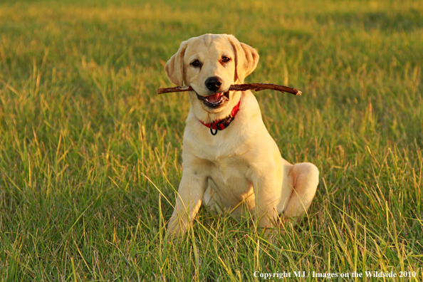 Yellow Labrador Retriever puppy