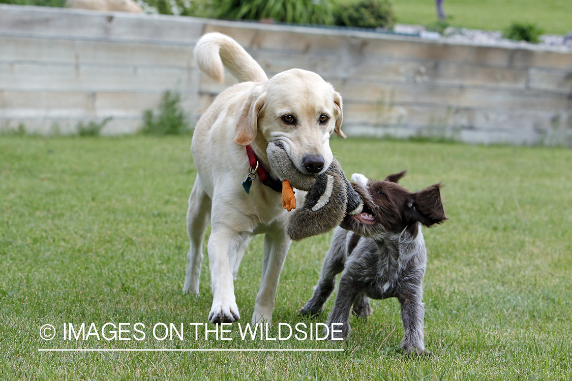 Wirehaired pointing griffon and lab playing.