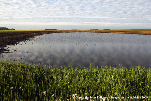 Flooded agriculture field near wetlands