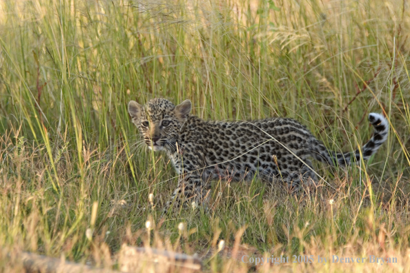 Leopard cub in habitat. Africa