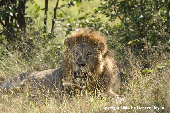 Male African lion in the bush.