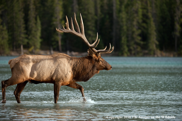 Rocky mountain elk in habitat.