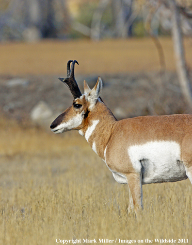 American Pronghorn Antelope buck in habitat