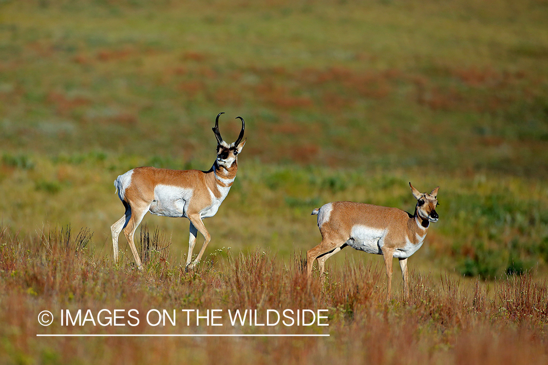 Pronghorn Antelope buck with doe.