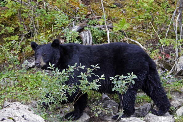 Black Bear in habitat