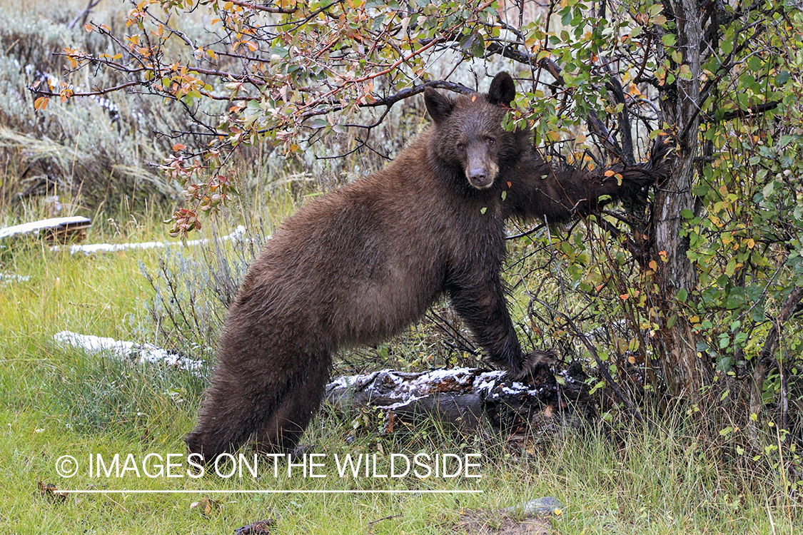 Black bear scavenging for berries. (brown-phase)