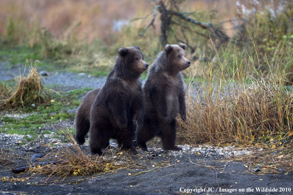 Grizzly/Brown bear cubs.