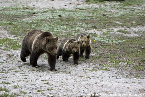 Grizzly bear in habitat