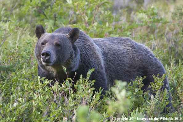 Grizzly bear in habitat. 