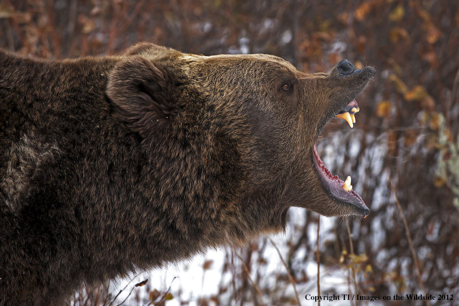 Grizzly Bear in growling.