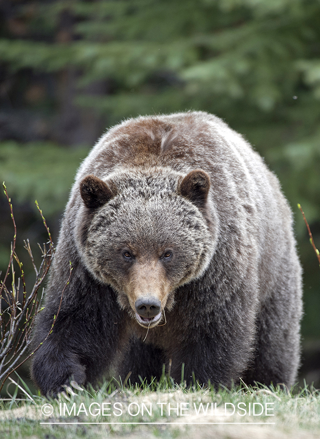 Grizzly bear in habitat.