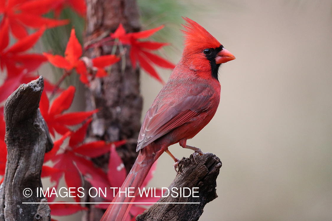 Northern Cardinal in habitat.