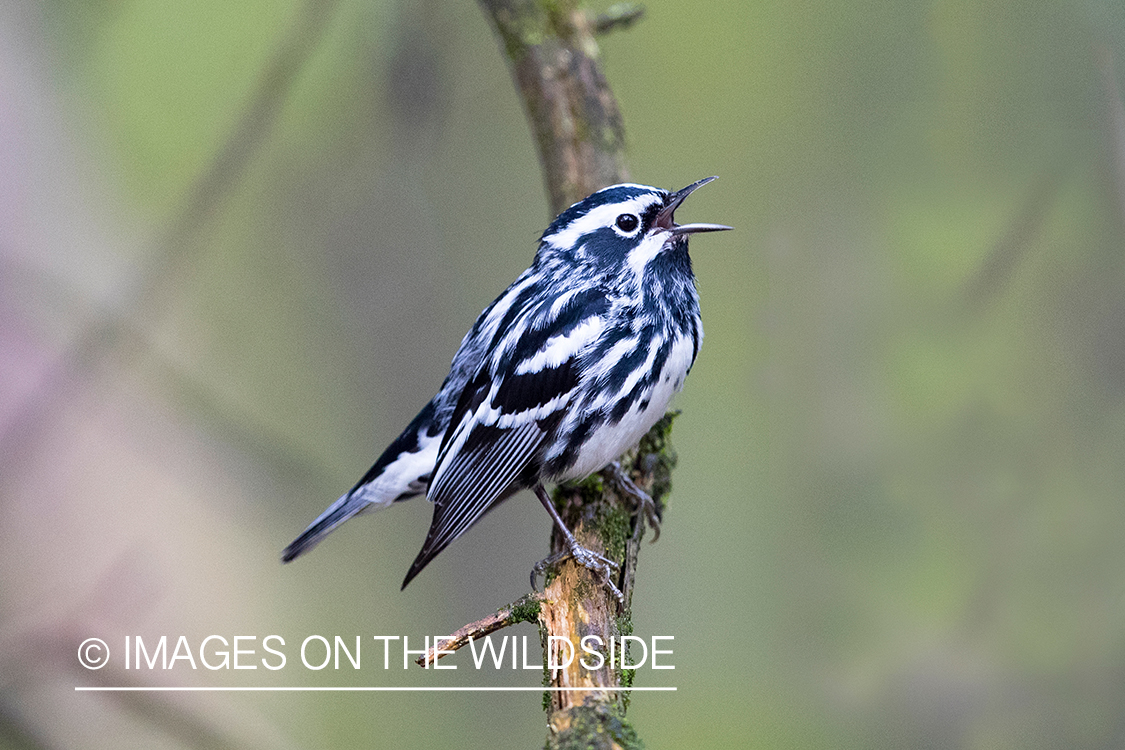 Black-and-white warbler on branch.