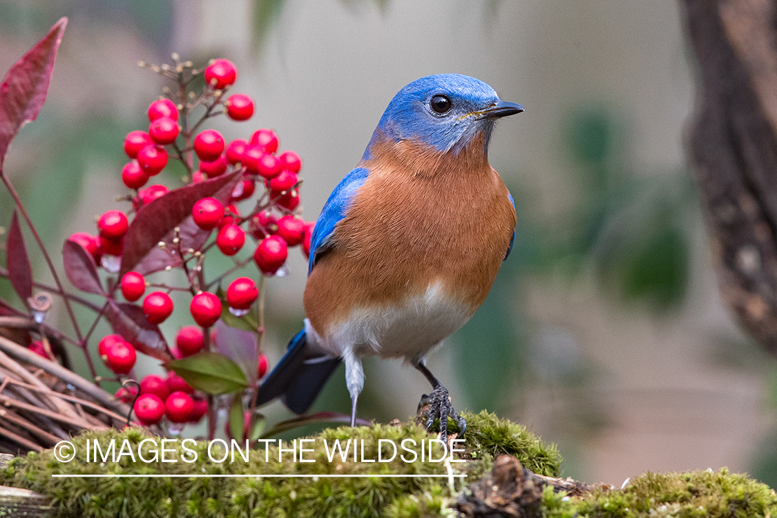 Eastern bluebird on moss.