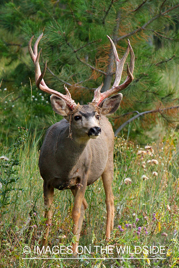 Mule deer buck in habitat. 