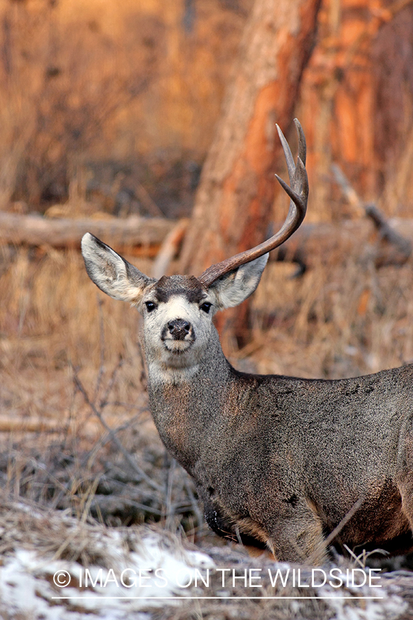 Mule deer buck with one antler.