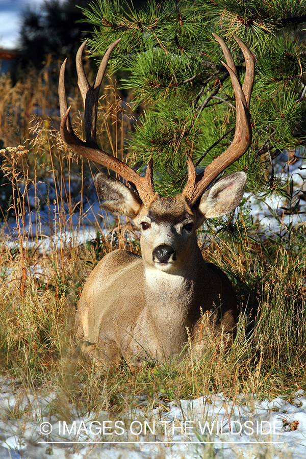 Mule deer buck in habitat. 