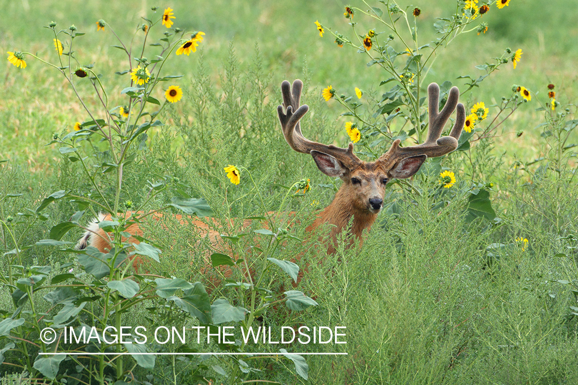 Mule deer buck in habitat.