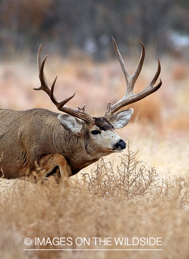 Mule deer buck in rut. 