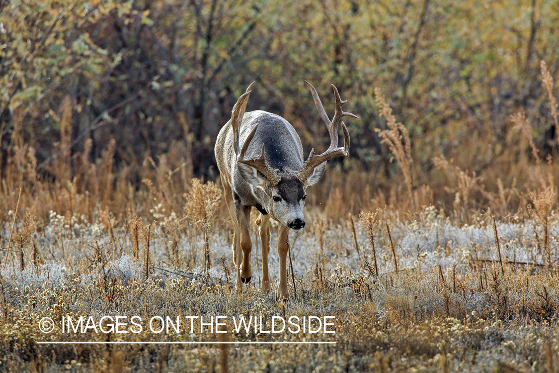 White-tailed buck in field in late fall.