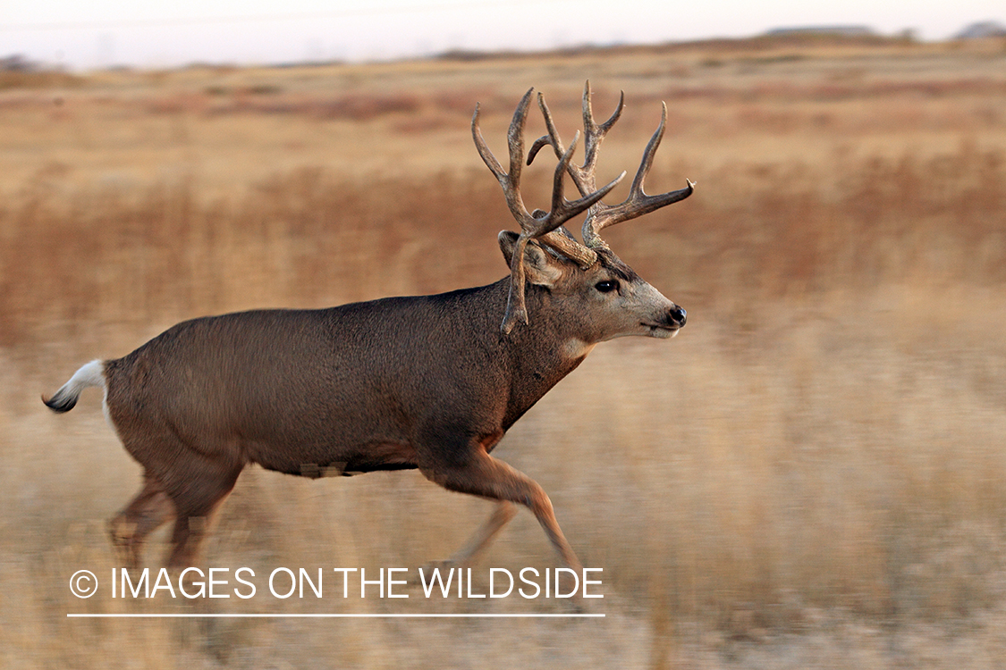 Mule deer buck in rut.