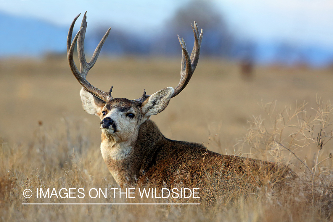 Mule deer buck in field.