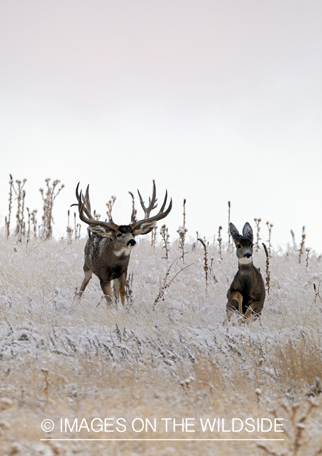 Mule deer buck chasing doe.