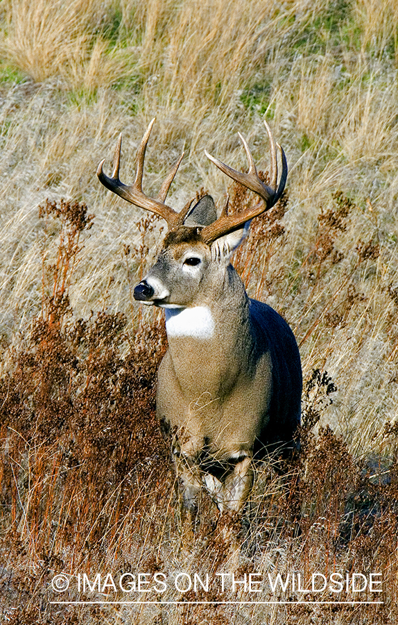 White-tailed deer in habitat