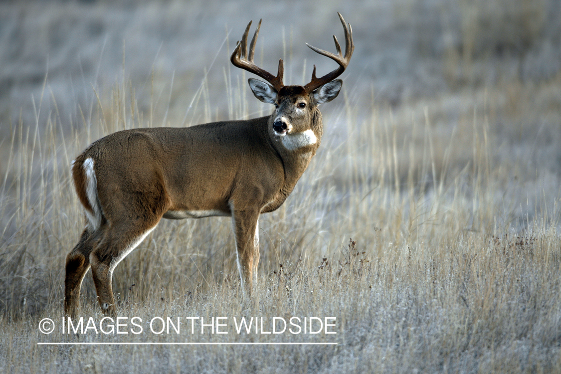 Whitetail Buck