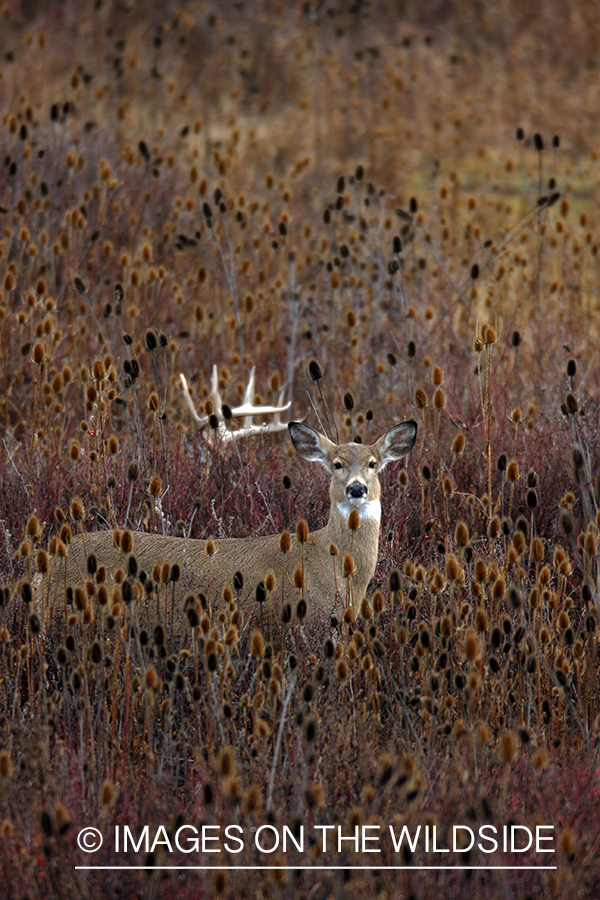 Whitetail Deer in Field