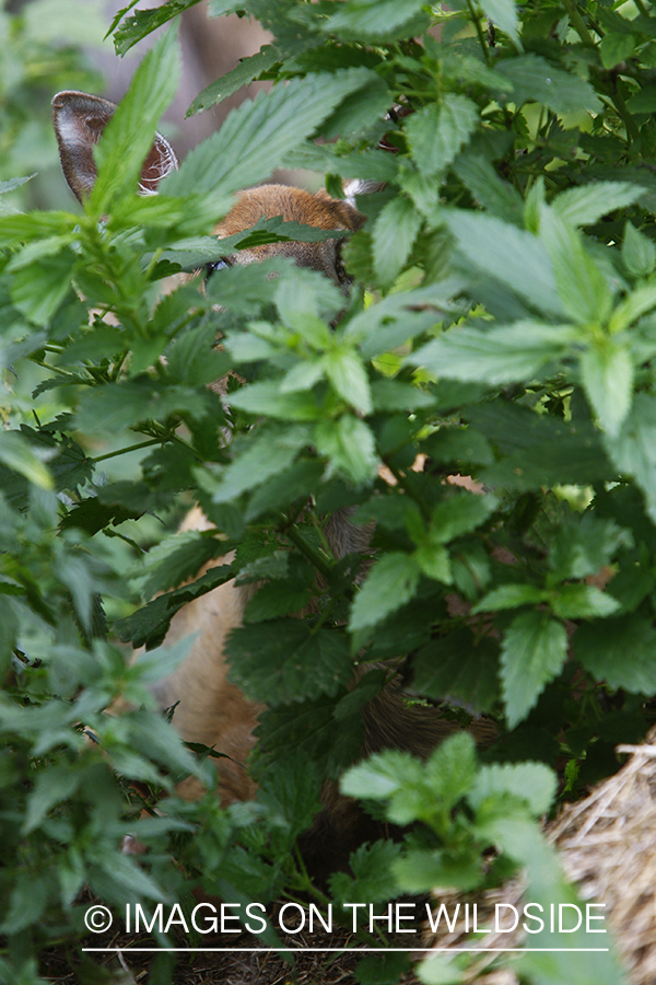 Whitetail fawn in habitat