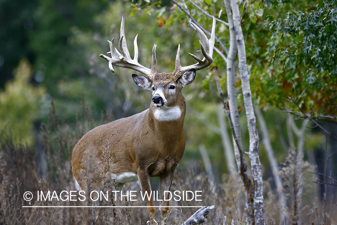 Whitetail buck in habitat