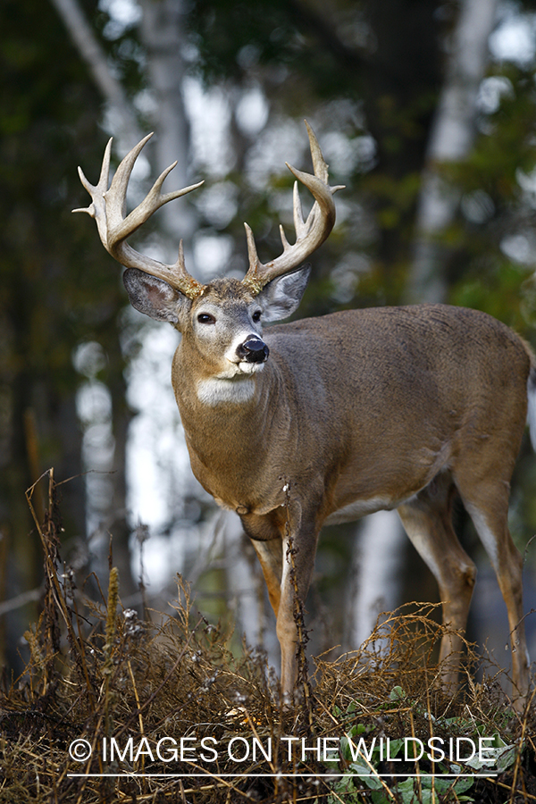 Whitetail buck in habitat